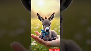 All little animals videos beatiful Nature Naatsharif birds all kinds animals videos [upl. by Ahtenak]