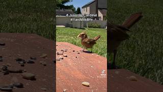 A juvenile Cardinal grabs a nut [upl. by Anaik]