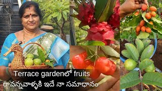 Terrace garden లో fruits రావన్నవాళ్ళకి ఇదే నా సమాధానం Fruits harvest from my terrace garden [upl. by Pavier]