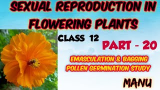 SEXUAL REPRODUCTION IN FLOWERING PLANTS CLASS 12 IN MALAYALAM   PART 20 EMASCULATION amp BAGGING [upl. by Eppie]