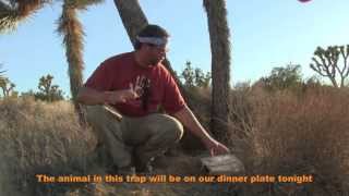 Active Trapping The Paiute Deadfall Trap in Action [upl. by Bittencourt]