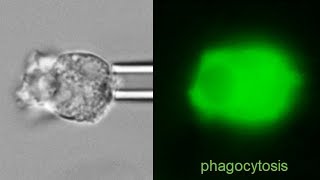 Absence of calcium bursts during chemotaxis of human neutrophils [upl. by Eilasor]