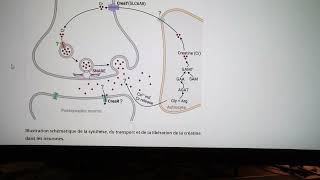 La créatine est elle un nouveau neurotransmetteur cérébral  part 2 [upl. by Oniskey]