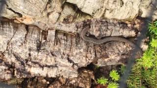 Viviparous lizard Zootoca vivipara in outdoor enclosure [upl. by Emmi]