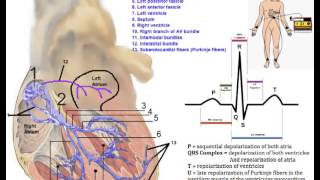 Cardiovascular System Conduction System of the Heart [upl. by Earesed739]