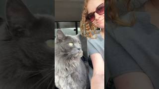 Phat Cat Loves The Car Rides 😺 [upl. by Ameline719]