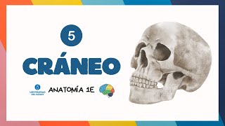 💀 CRÁNEO NEUROCRÁNEO Y VÍSCEROCRANEO 🧩🔎  Anatomía UDA [upl. by Tedra996]