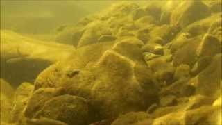 Underwater Camera Fish In Texas Limestone Creek [upl. by Aihseyt]