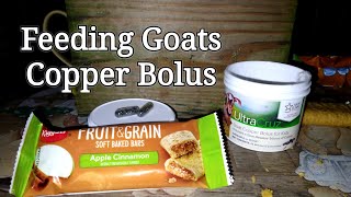 Goats and Copper Bolus [upl. by Hymen]