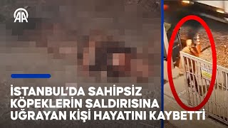 İstanbul’da sahipsiz köpeklerin saldırısına uğrayan kişi hayatını kaybetti [upl. by Ozkum243]