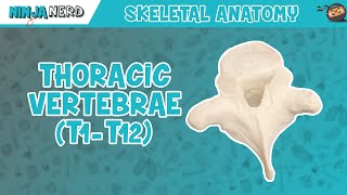 Thoracic Vertebrae T1T12 Anatomy [upl. by Rolfston]