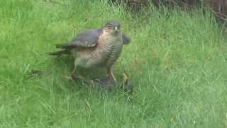 sparrowhawk amp starling 3 [upl. by Janeva228]