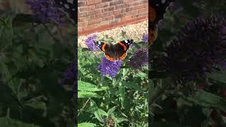 Butterfly Red Admiral [upl. by Ongineb565]