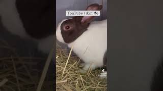 Lapin Hollandais 😍😎 agriculture rabbit elevage cuniculture animals passion [upl. by Luehrmann]