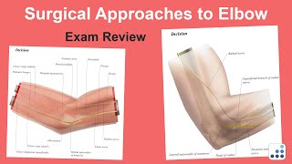 Surgical Approaches to Elbow Exam Review  Felix H Savoie III MD [upl. by Mllly]