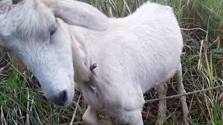 Conociendo a Los Caprinos cabras campo Colombia [upl. by Osborn]