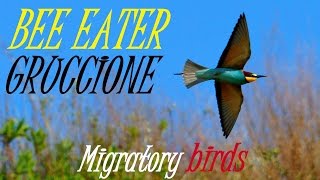 Gruccioni  Bee eaters  Migratory birds Sony alpha video with Sigma 150500 mm lens Full HD [upl. by Marka]