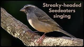 STREAKYHEADED SEEDEATER singing its canary song [upl. by Iliram537]