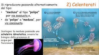 Regno degli ANIMALI  parte 2  INVERTEBRATI [upl. by Roshan347]