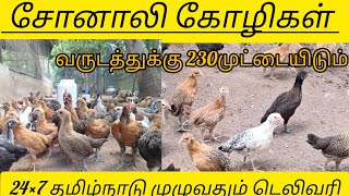 சோனாலி கோழி வளர்ப்பு [upl. by Awra]