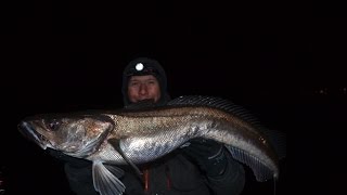 Shore Fishing Norway Skarnsundet Namsos Pier [upl. by Nwavahs]