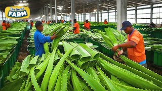 How Aloe Vera Gel is Made on a MASSIVE Scale Amazing Aloe Vera Factory [upl. by Aronoel]