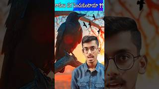 Intresting Fact about Crows facts crow unkownfacts channel subscribe information education [upl. by Atteynot146]