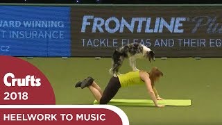 Dog gets a workout during Heelwork to Music  Crufts 2018 [upl. by Nimoynib]