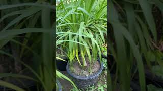 Dracaena Marginata plant 🪻youtubeshorts tranding garden plants [upl. by Claudy853]