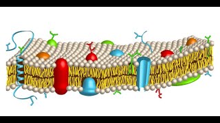 ALTERACIÓN DE LA MEMBRANA CITOPLASMÁTICA [upl. by Anisirhc]