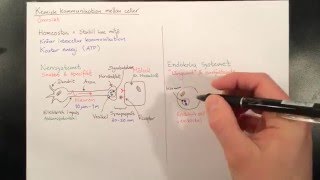 Kemisk kommunikation mellan celler [upl. by Crawley]