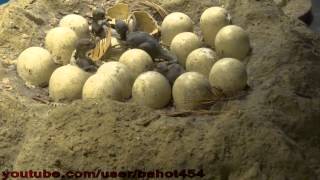 Dinosaur Eggs in Nest 30 [upl. by Ezitram]