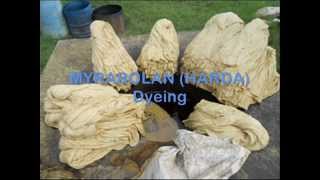 myrobalan dyeing [upl. by Vivica]