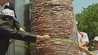 Worlds biggest doner kebab cooked in Turkey [upl. by Orabel]