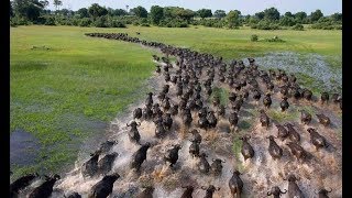 Documental La difícil y peligrosa migración animal [upl. by Znarf]