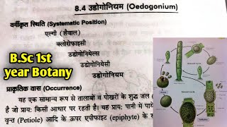 Oedogonium Algae  Oedogonium Algae reproduction in hindi  BSc 1st year botany first semester [upl. by Eiclud]