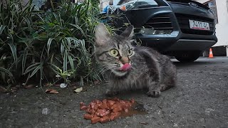 Feeding a feral cat some delicious wet cat food [upl. by Lorain634]