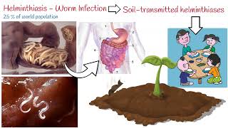 Helminthiasis  3 Most Common Parasitic Worms Ascaris Whipworm Hookworm [upl. by Notsud]