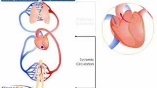 Systemic and Pulmonary Circulation [upl. by Thomajan]