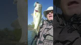 THE RATTLETRAP IS FIRE trending bassfishing youtubeshorts [upl. by Aiksas925]