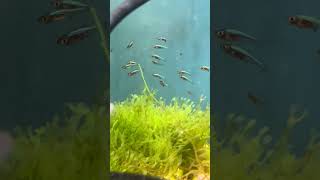 Rasbora axelrodi blue small micro fish for planted aquariums [upl. by Blayze]