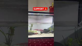 Simple planted tank setup  aquariumhobby aquascape fishtankviralvideo guppyfeedingpuppies [upl. by Alleber]