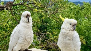 Australian Bird Expert Reveals Cockatoo Secrets [upl. by Holsworth]