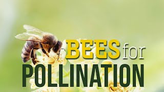 Bees for Pollination [upl. by Colver39]