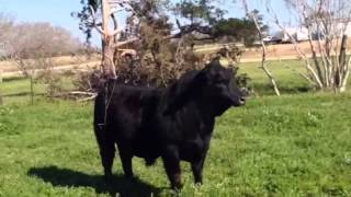 Powerful Black Gelbvieh Bull [upl. by Neiman637]