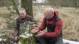 Salamanders profiteren van venherstel in de Ravenvennen  Natuur en Zo [upl. by Kampmeier]