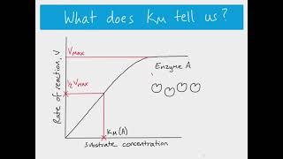 AS Biology  The MichaelisMenten Constant Km [upl. by Cammie]