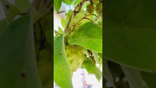 Picking Cherimoya in my backyard 🍃🍃 [upl. by Miun]