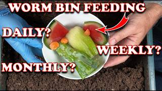 How Much amp How Often Should You Feed Worm Bins  Vermicompost Worm Farm [upl. by Sacksen]