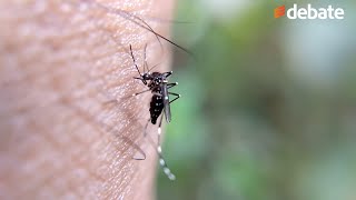 Mosquitos se vuelven resistentes a insecticidas [upl. by Elana]